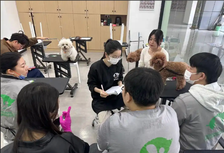 广州市宠物美容宠物美容培训学校 - 推荐